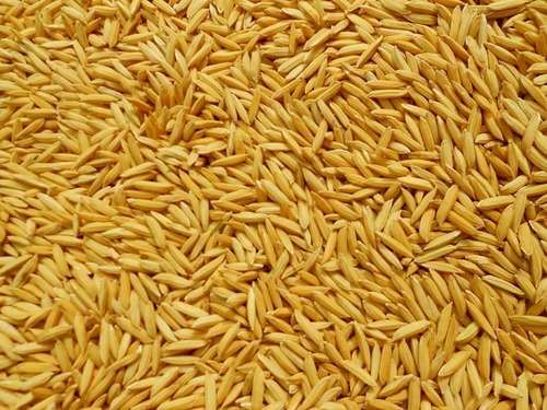 paddy