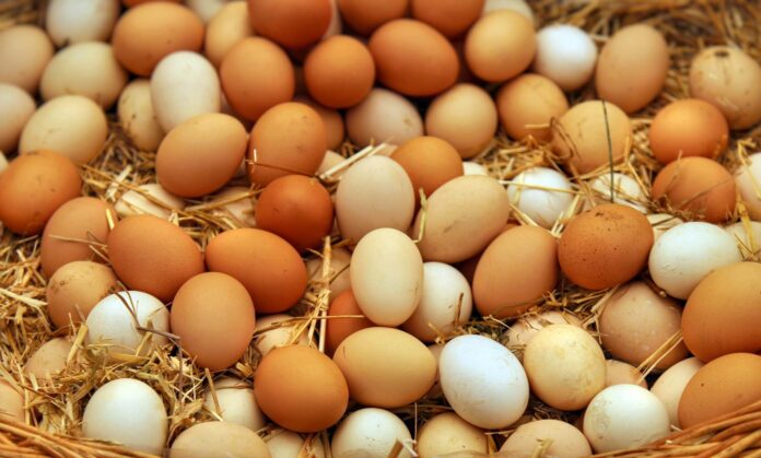 egg akhabarpost