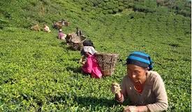 भारतीय अवरोधले फेरि रोकियो नेपाली चिया निर्यात, कोलकातामा ५० हजार किलो चिया अलपत्र